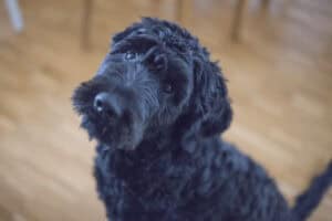 poodle