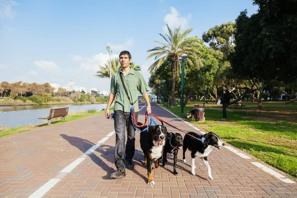 לייצר כסף מדוגווקינג