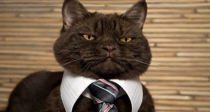 בוסים קשוחים