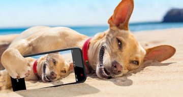 חבילות הסלולר